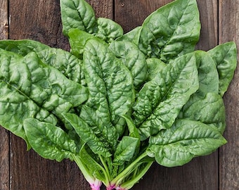 Bloomsdale Spinach Savoy Spinach Seeds Organic Non GMO Heirloom