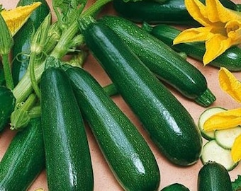 Zucchini Seeds USA Garden Vegetable Courgette Black Beauty Squash Seeds Organic Non GMO Heirloom Fast Growing Fast Shipping