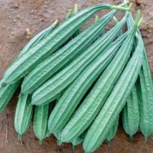 May include: A bunch of long, green, ribbed vegetables, likely luffa gourds, are stacked on top of each other. The gourds are smooth and have a light green color.