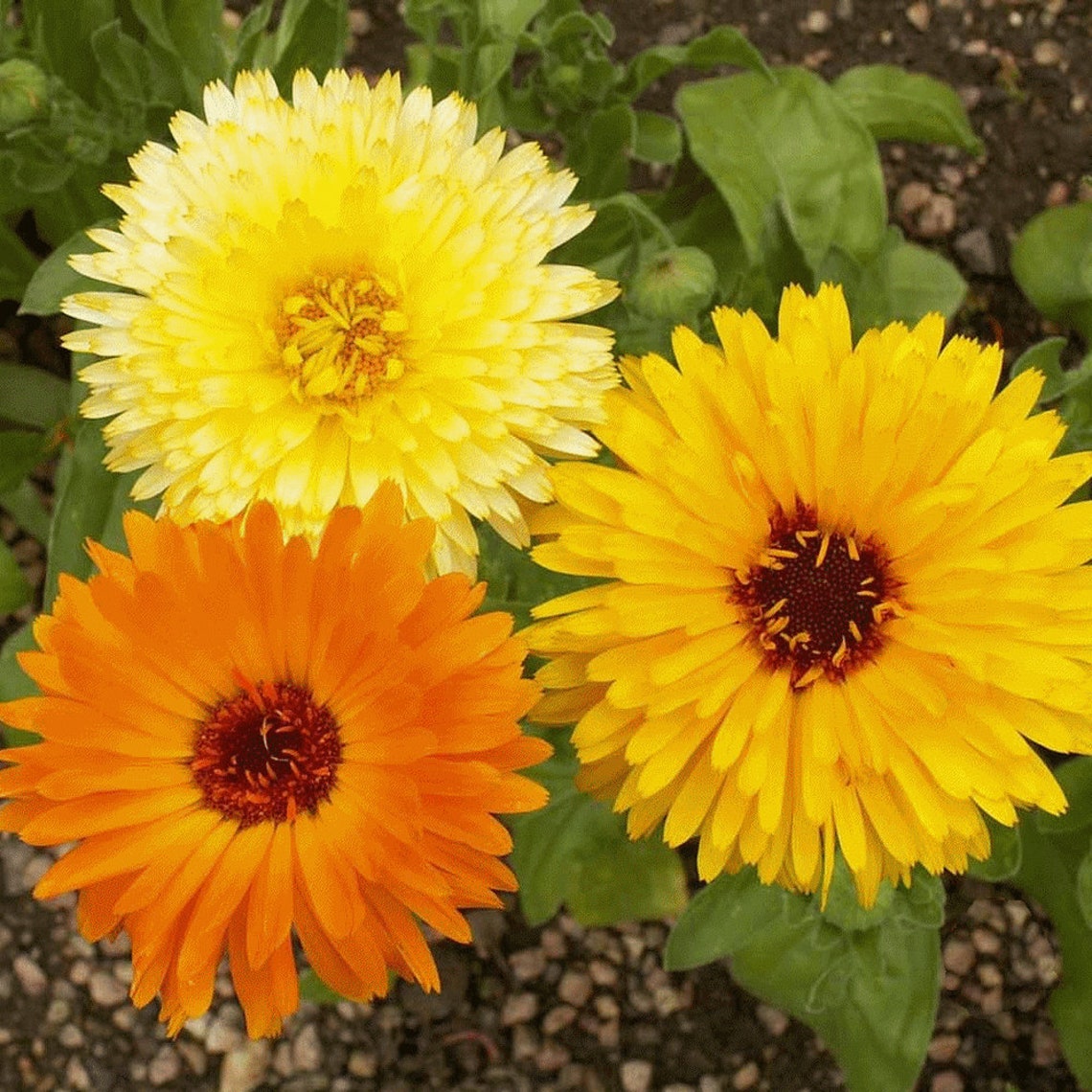 Calendula Seeds Pacific Beauty Mix USA Garden Flower Pot Etsy
