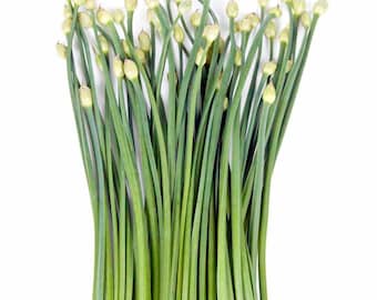 Chinese Garlic Chive Seeds Chinese Leek Asian Herbs Perennial Flower Green Onion Scallion Seeds Non GMO Heirloom