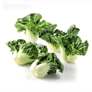 Baby White Stem Bok Choy Extra Dwarf Canton Pak Choi Asian Pok Choy Seeds Non GMO