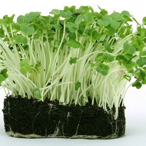 1000 Upland Cress Seeds (Barbarea Verna) - Creasy Greens - Non-GMO Heirloom For 2025 - Sola Seed Company
