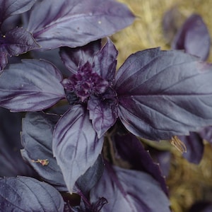 May include: Close-up of a purple basil plant with deep, textured leaves. The leaves are arranged in a cluster, showing the plant's growth habit.