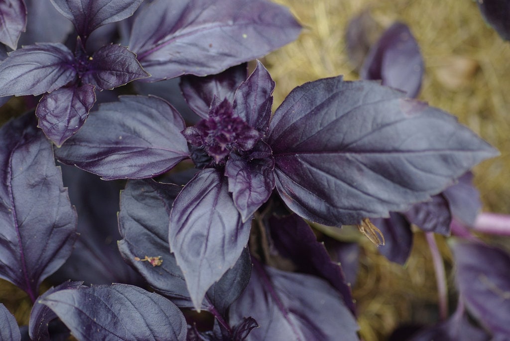 Purple Thai Basil Seeds USA Dark Opal Rubin Asian Herb Bouquet Etsy