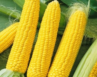 Sweet Corn Seeds Honey Select Triplesweet Corn Seeds Non GMO Hybrid Easy Growing Fast Shipping