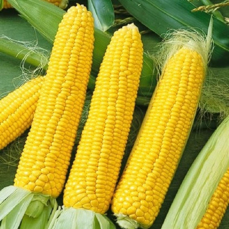 Sweet Corn Seeds Honey Select Triplesweet Corn Seeds Non GMO Etsy