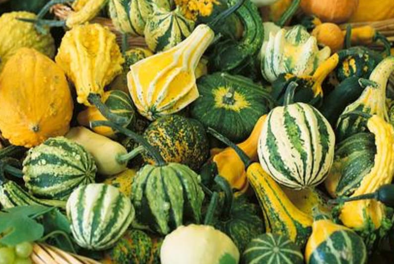 Small Gourd Mix Seeds USA Garden Fall Autumn Wing Pumpkin Etsy