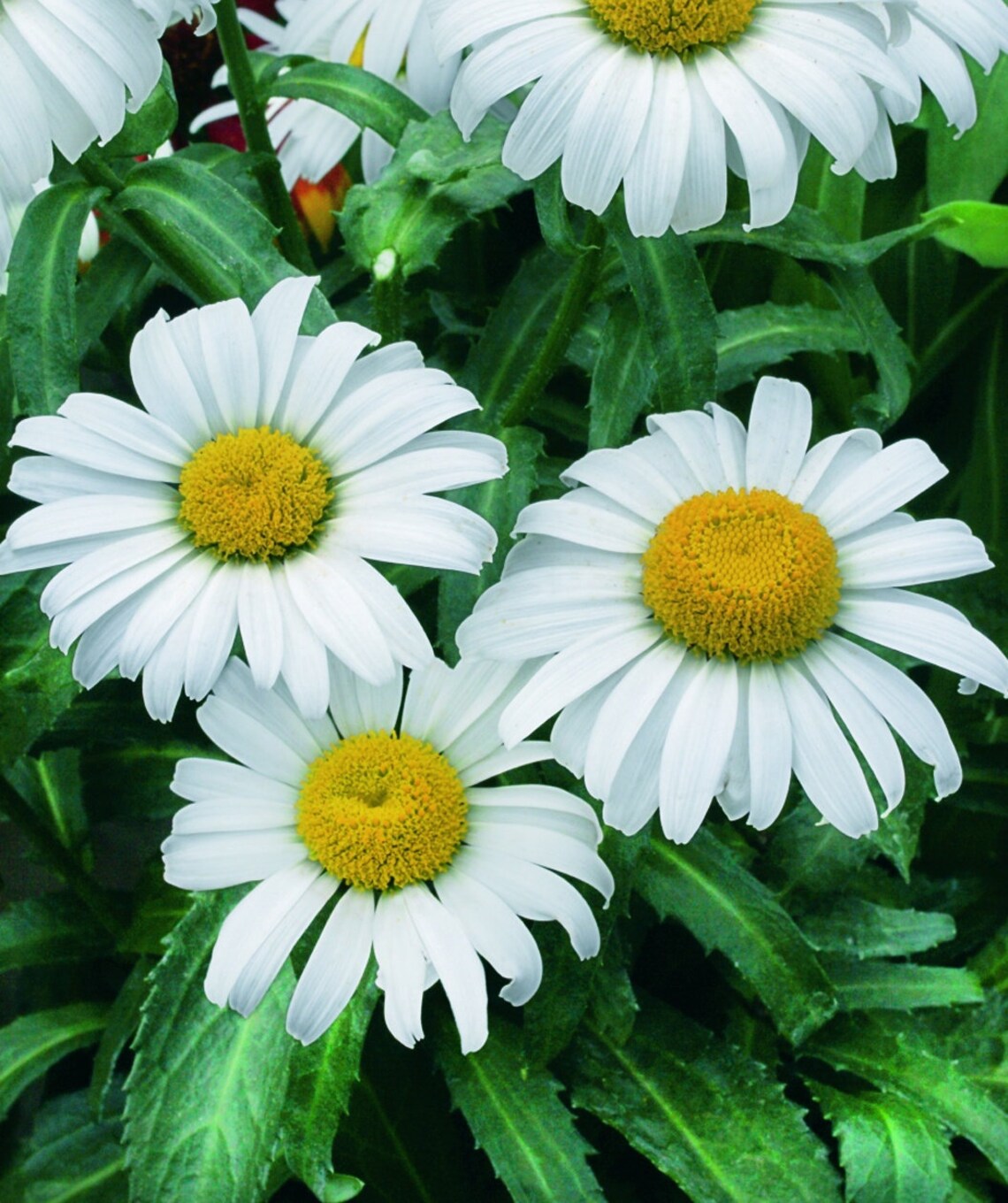 Shasta Daisy Seeds Chrysanthemum Maximum Seeds Organic Non GMO Etsy