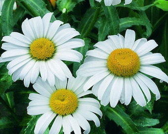 Shasta Daisy Seeds Chrysanthemum Maximum Seeds Organic Non GMO Heirloom