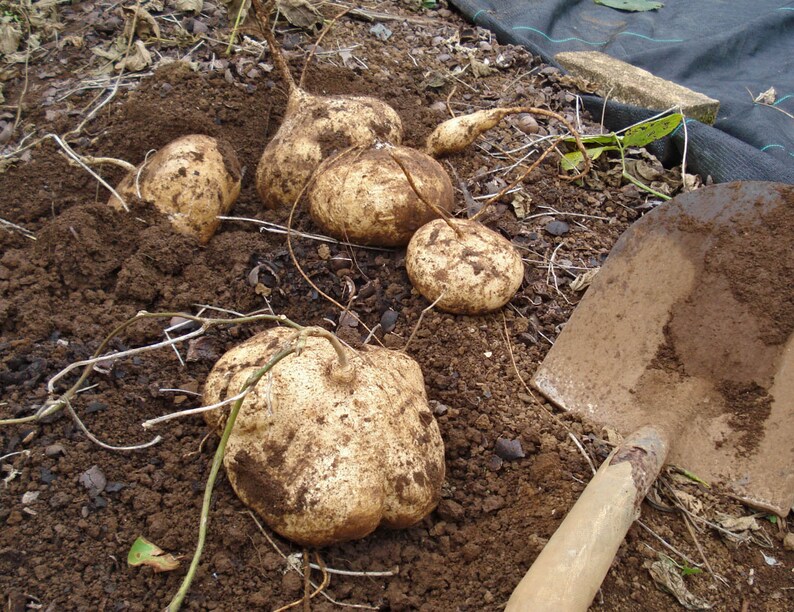 Jicama Seeds Mexican Yam Bean Root Chinese Saa Got Potato Etsy