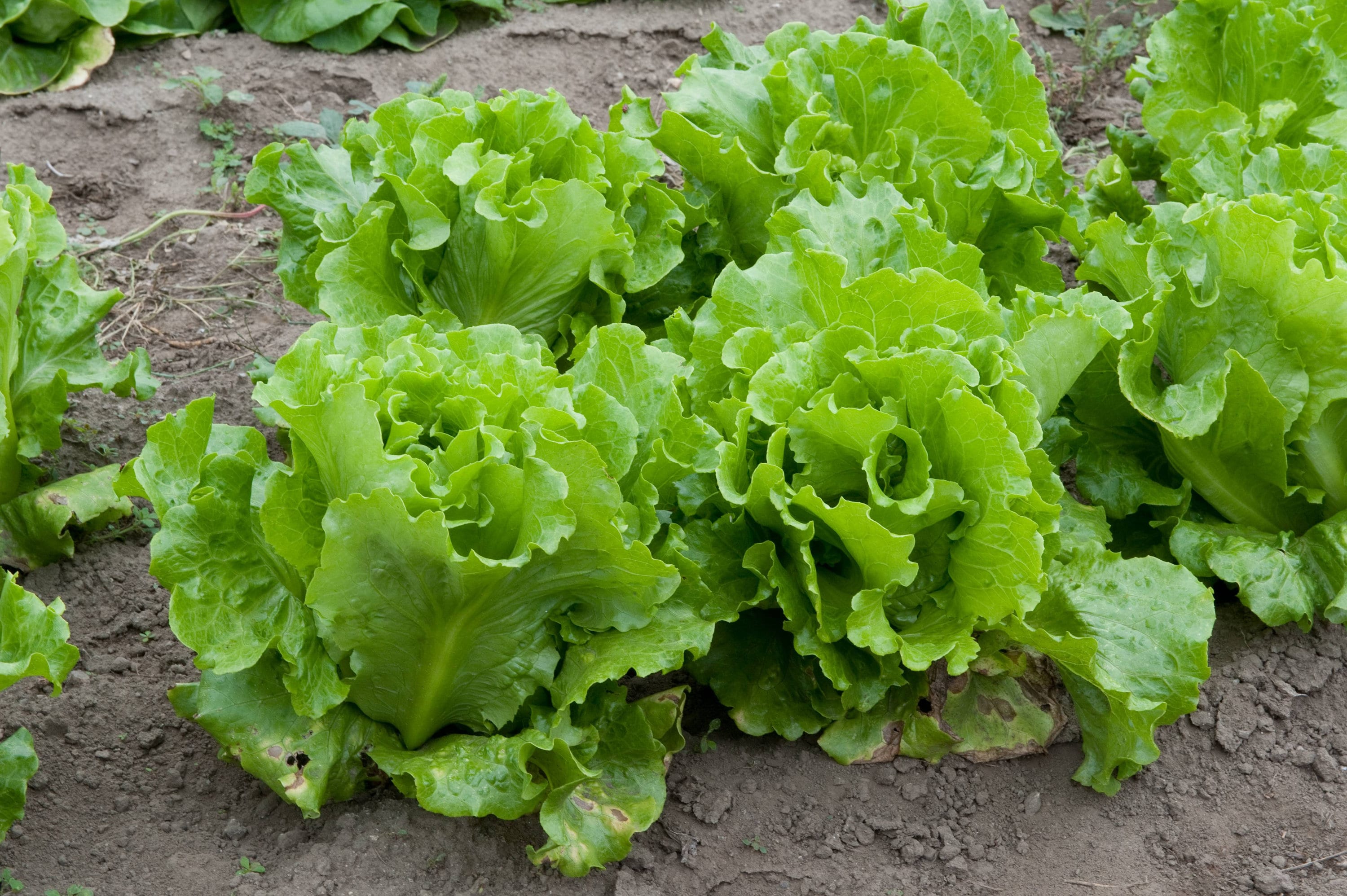 Black Seeded Simpson Lettuce Green Leaf Lettuce Seeds Organic Etsy