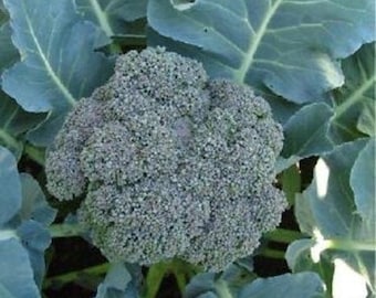 Broccoli Seeds Waltham-29 Broccoli Seeds Organic Non GMO Heirloom