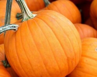 Pie Pumpkin Seeds Early Sweet Sugar Pie Pumpkins Seeds USA Garden Vegetable Organic Non GMO Heirloom