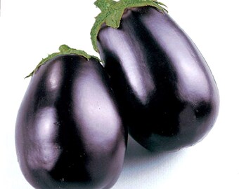 Eggplant Seeds Black Beauty Purple Eggplant Aubergine Brinjal Seeds Non GMO Organic Heirloom Fast Shipping