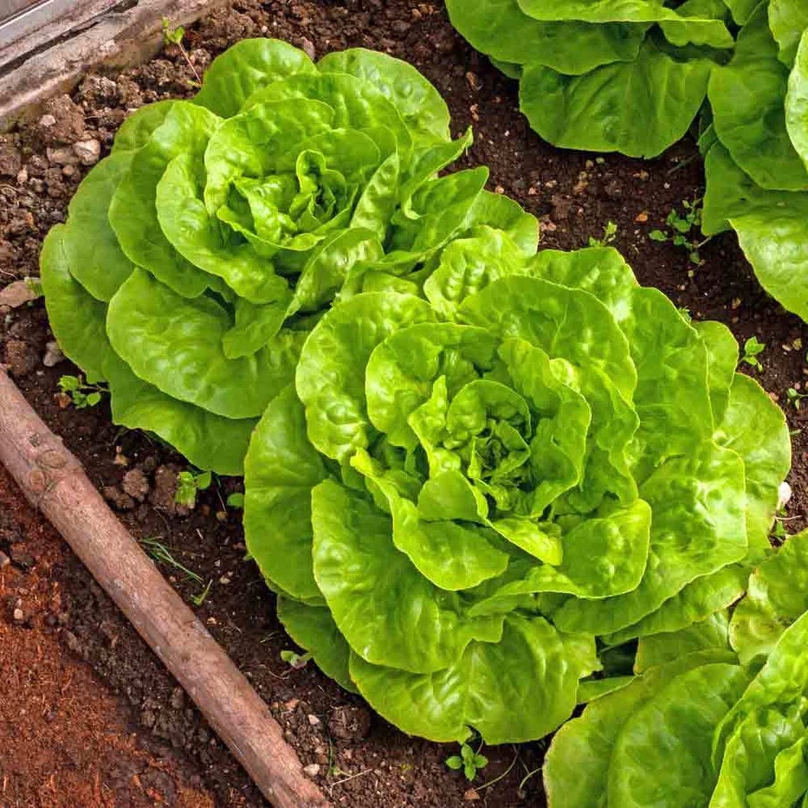 Buttercrunch Butterhead Lettuce Seeds Boston Lettuce Bibb Etsy