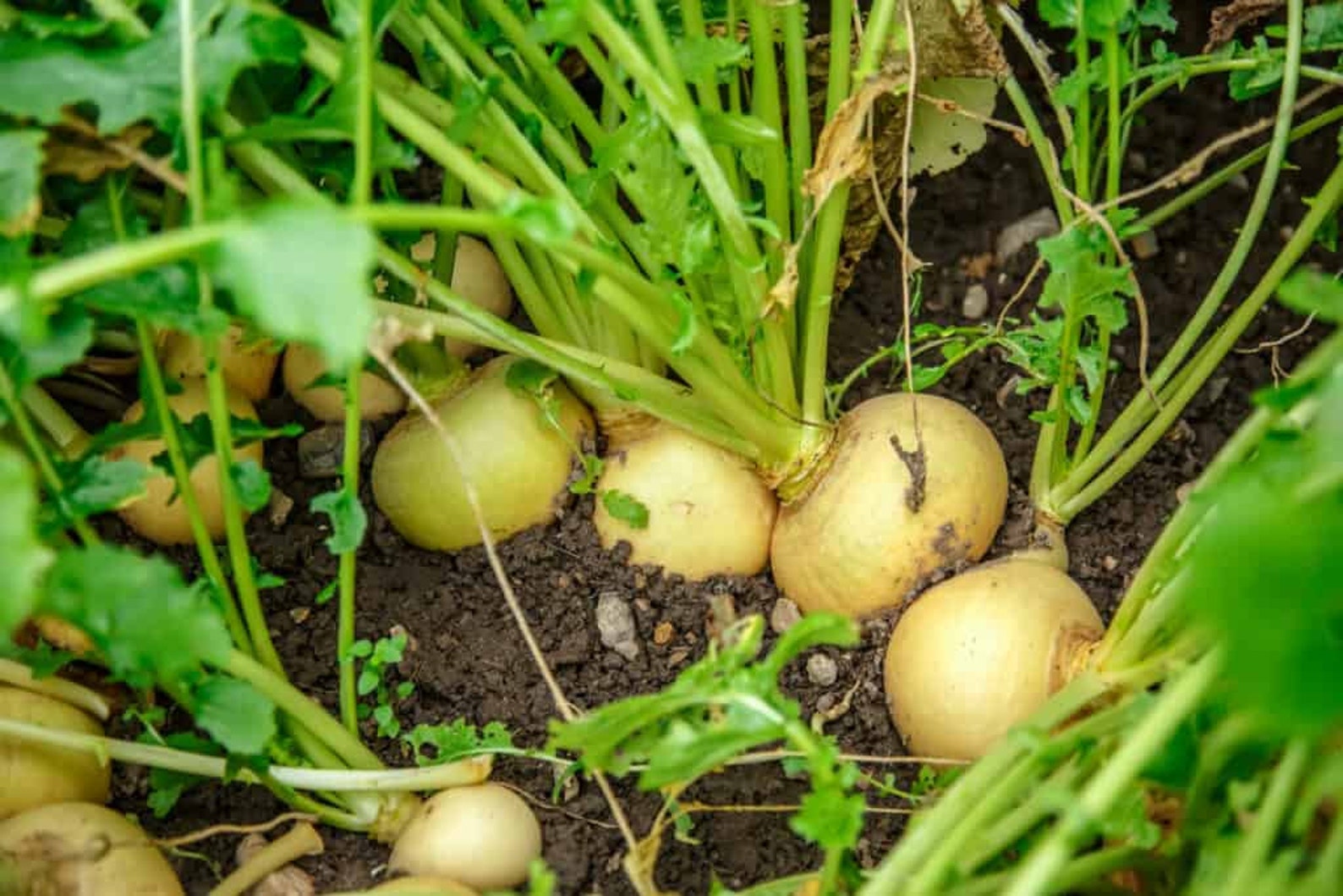 Golden Ball Turnip Seeds Golden Globe Turnips Seeds Organic Etsy