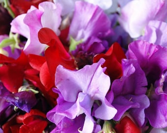 Sweet Pea Royal Mix Seeds Organic Non GMO Heirloom