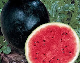 Watermelon Seeds Black Diamond Watermelon Seeds Organic Non GMO Heirloom Fast Shipping