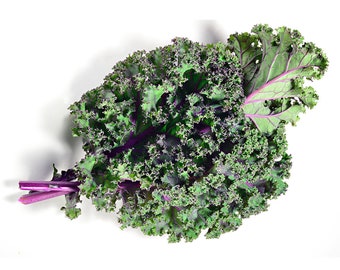 Red Russian Kale Ragged Jack Purple Veined Collard Green Leaf Cabbage Lettuce Seeds Organic Non GMO Heirloom