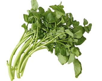 Upland Cress Seeds Land Cress Winter Cress Creasy Greens Seeds Non GMO Organic Heirloom