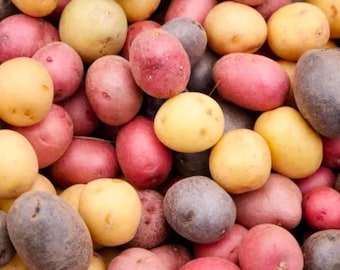 3 Colors Mix Seed Potatoes For Planting - Certified For Growers Red Blue Gold Mixed Potato Home Growing Gardening Free Shipping
