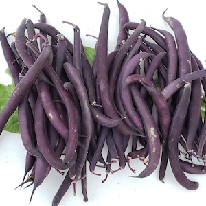 May include: A bunch of purple string beans on a white surface with a green leaf.
