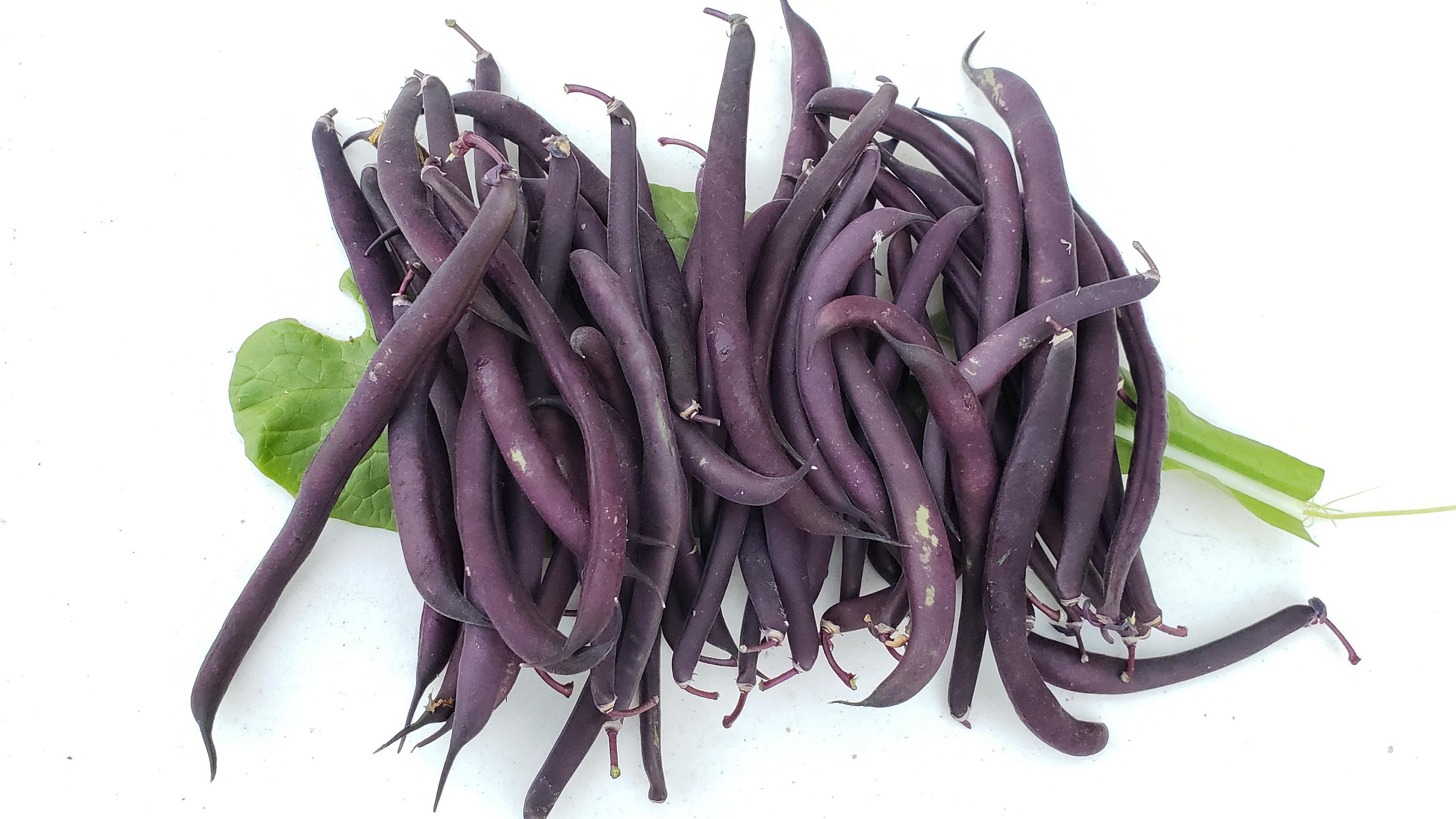 Royal Burgundy Bean Seeds Purple Green String Bean Seeds Non Etsy