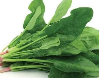 Spinach Seeds Noble Giant Spinach Seeds Non GMO Organic Heirloom Fast Shipping