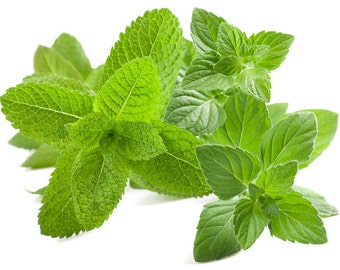 Catnip Seeds Catmint Catswort Catwort Herb Seeds Organic Non GMO Heirloom Fast Shipping
