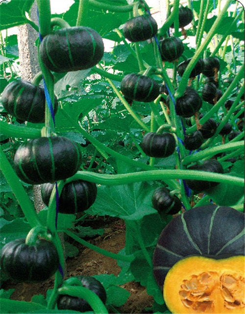 Kurinishiki Japanese Mini Pumpkin Kabocha Winter Squash Seeds Non GMO ...