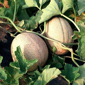 Cantaloupe Seeds Sweet Honey Rock Cantelope Melon Seeds Organic Non GMO