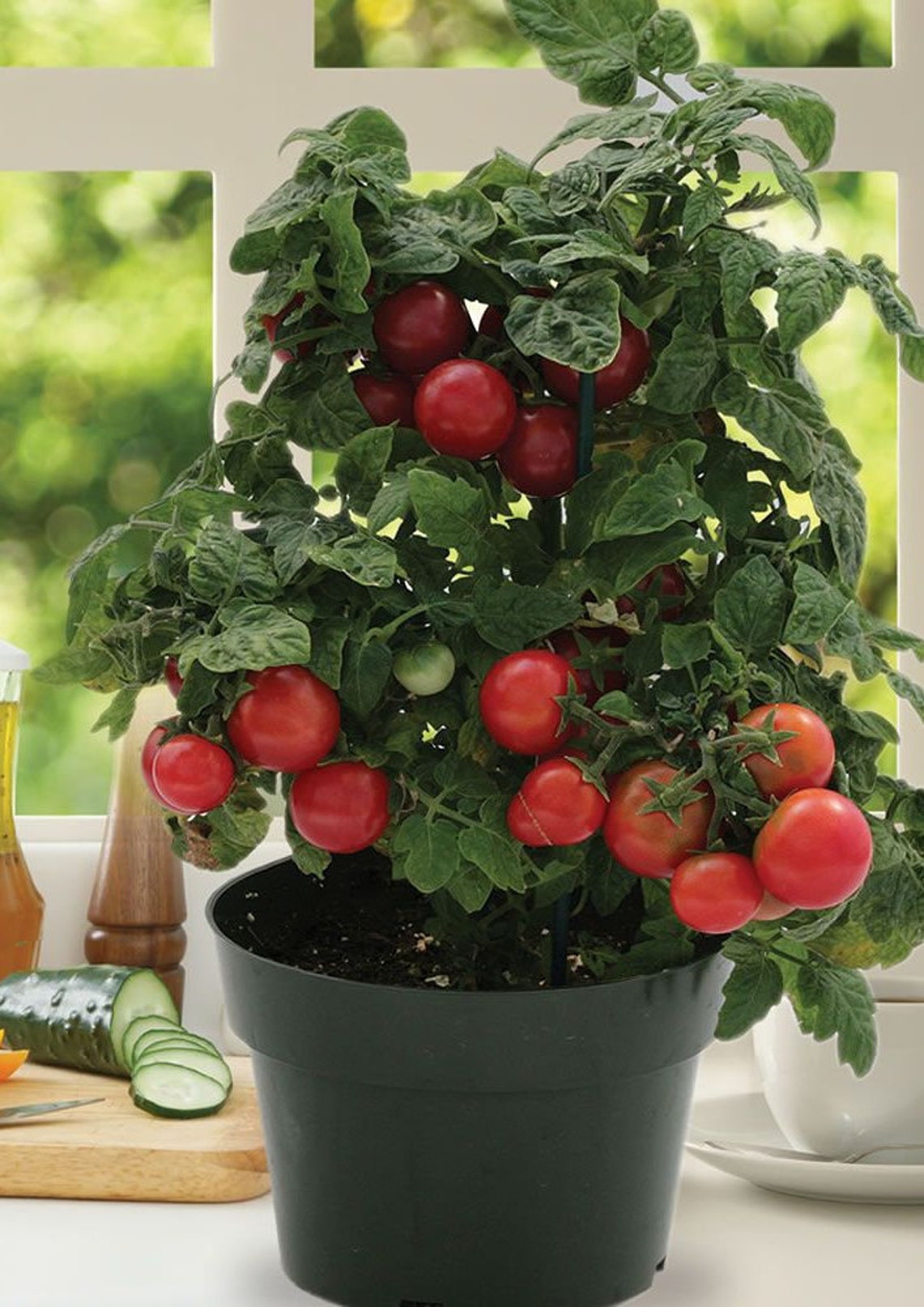 Marglobe Tomato Seeds Bush Determinate Organic Non GMO Etsy