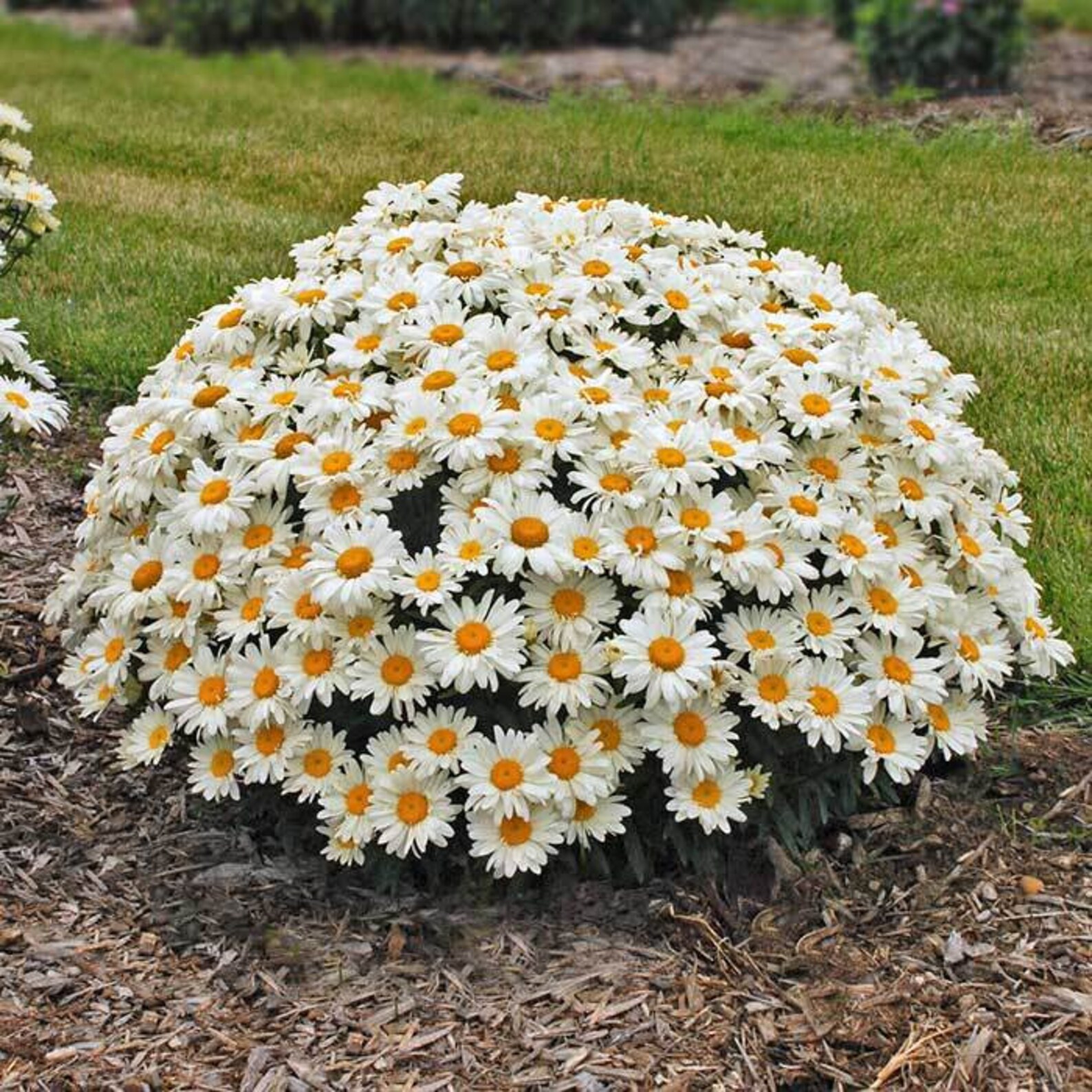 Shasta Daisy Seeds Chrysanthemum Maximum Seeds Organic Non GMO Etsy