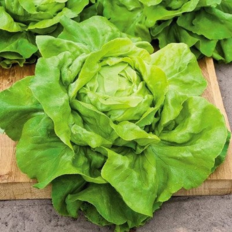 Buttercrunch Butterhead Lettuce Seeds Boston Lettuce Bibb Etsy