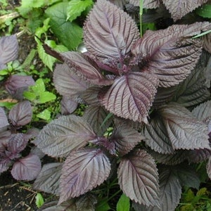 Perilla Shiso Seeds USA Herb Vietnamese Asian Korean Japanese Thai Basil Mint Pho Tropical Heirloom Organic Non GMO