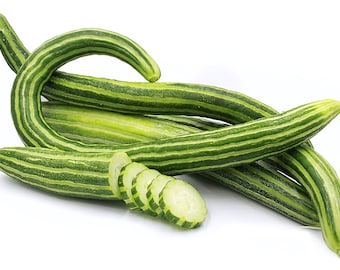 Snake Gourd Seeds Serpent Gourd Chichinda Padwal Seeds Organic Non GMO