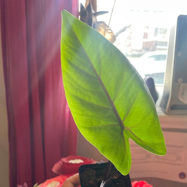 Black Stem Alocasia aka Elephant Ear