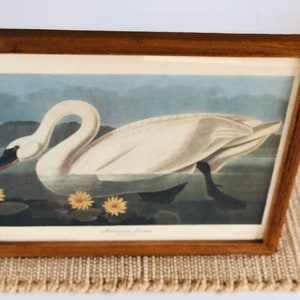 Vintage Swan Picture