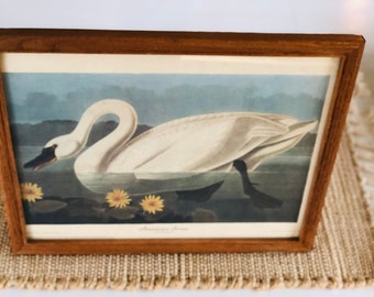 Vintage Swan Picture