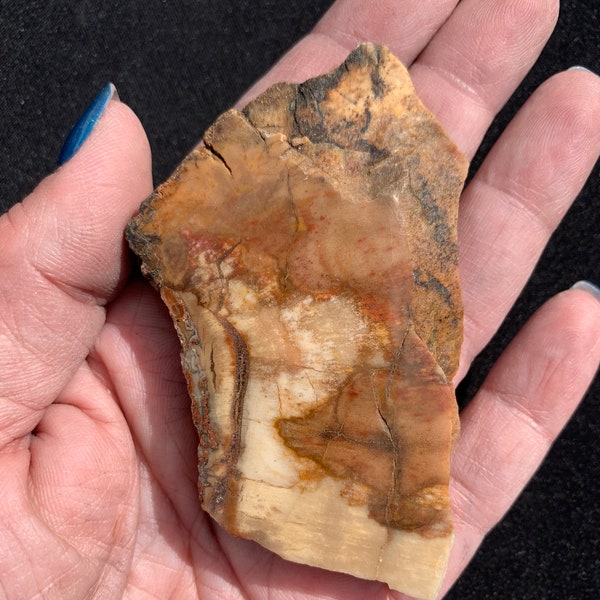 Petrified Wood Slab, SP010