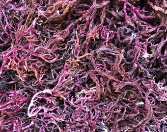 Mousse de mer violette biologique sauvage (mousse d'Irlande) Gracilaria séchée à Sainte-Lucie au Royaume-Uni