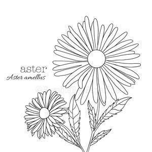 Aster Aster amellus Flower Coloring Page/Wall Art image 1