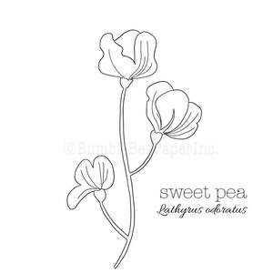 Sweet Pea Lathyrus odoratus Flower Coloring Page/Wall Art image 1