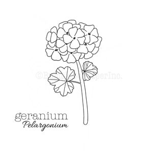 May include: A black and white line drawing of a geranium flower with five petals. The text "geranium Pelargonium" is below the flower.