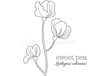 Free Free 163 Sweet Pea Svg SVG PNG EPS DXF File