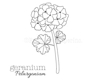 Geranium (Pelargonium) Coloring Page/Wall Art