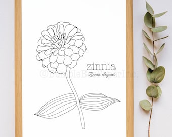 Zinnia (Zinnia elegans) Flower Coloring Page/Wall Art
