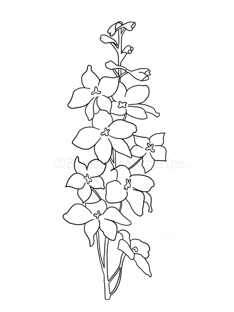 Larkspur Delphinium Coloring Page/Wall Art image 4