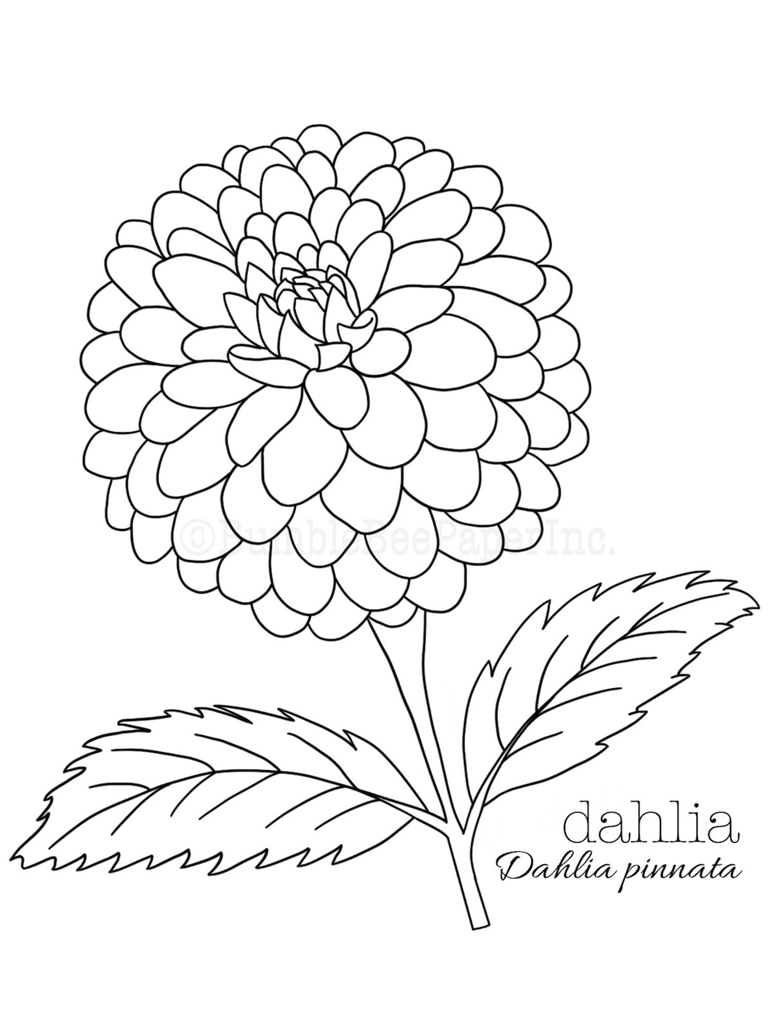 Dahlia (dahlia Pinnata) Coloring Page/wall Art - Etsy